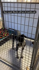 Wish Bone Canine Rescue on Reels