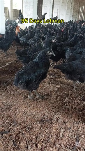 IQBAL ORGANIC FARMS on TikTok