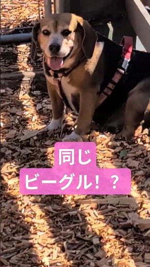 同じビーグルと思えない！！バレたくなかったこころの秘密とは #beagle #ビーグル犬 #犬のいる生活 #可愛い