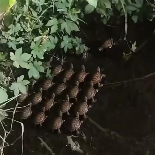 Something Strange in the Forest – It Looks Like It Was Arranged! 🌲😱