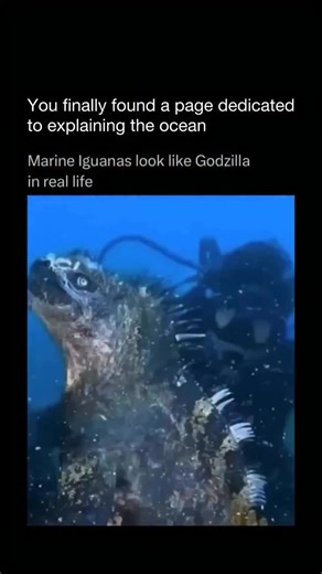 Explaining The Ocean | Found only in the Galápagos Islands, marine iguanas are the world’s only sea-going lizards — living proof of how evolution shapes life in... | Instagram