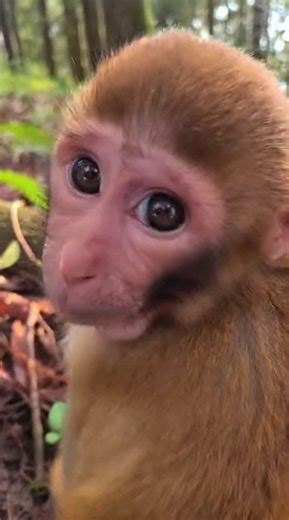 #monkey #silly #banana #cute #baby | Cute Monkey Videos