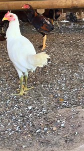 All the stags and pullets looking good #gallos #gamefowl | Boneyard farm
