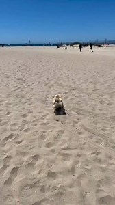 20 reactions | ❤️ tag your friends ❤️ who loves pug...