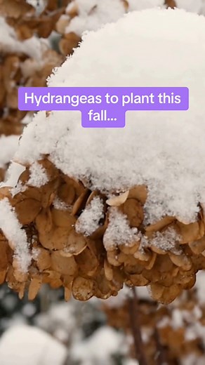 9.5K views · 100 reactions | Hardy hydrangeas to plant this fall!   These varieties can thrive in USDA Zones 3-8! #fall #hydrangeas | Proven Winners ColorChoice Flowering Shrubs | Facebook