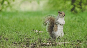 Do Birds and Squirrels Get Along? Forest Friends or Foes