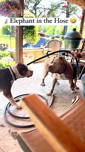 Messin with the Moose… blowing through a garden hose 🤣 #follow #elephant #wildanimals #dog #silly #funnydog #funnyanimals #familydog #fyp #trending #explore #explorepage #doglover #viral #xlamericanbully | Sampson TheVelvet Moose