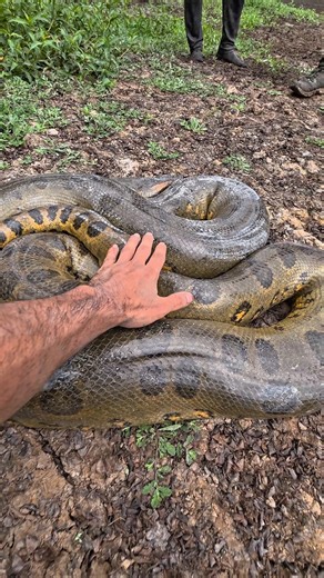 Dia 91 Buscando Anaconda 10M ! 🐍