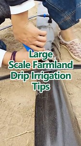 Tips for Installing and Using Large-Scale Drip Irrigation in Farmland #dripirrigation #irrigation #agriculture #DAYU #fyp | DAYU Irrigation