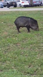 🚨 #Oye #NuevoLaredo ¡Sorpresa en TAMIU!: ciudadanía reporta jabalíes moviéndose por el campus en #Laredo, #Texas 🚨🐗 | Oye Nuevo Laredo