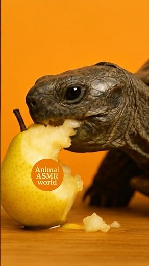Turtle Eats Pear 🐢🍐 | Relaxing ASMR Eating Sounds
