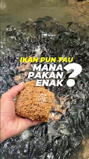 Why Do Tilapia Refuse to Eat? Here’s the Solution!