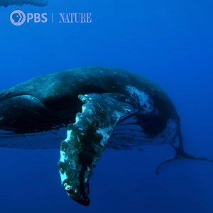 267K views · 2.5K reactions | Holidays got you stressed? Zen out with these humpback whales. | Nature | PBS | Facebook