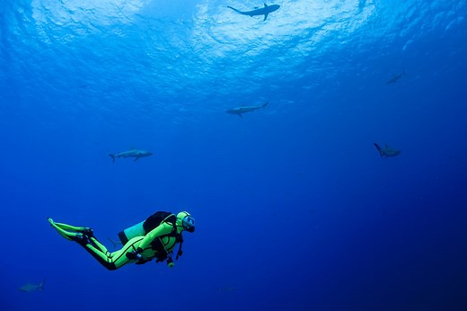 What Are the Basic Parts of a Scuba Diving Regulator?