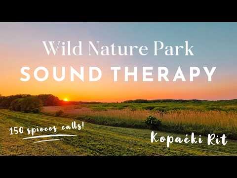 Birds, frogs & insects sound healing in wild nature park in northern Croatia. Silent ASMR vlog