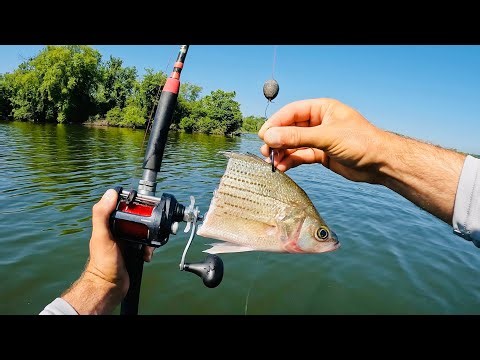 Catfishing for Money in Ohio