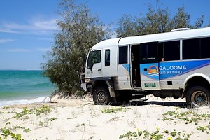 Southern Safari Tour | Tangalooma & Moreton Island Activities