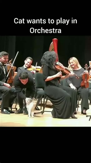 Cat Orchestra Funny Compilation - Hilarious Feline Musicians