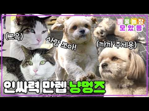 [모았동물농장] 이 구역의 터줏대감은 바로 나~! 인싸력 200% 냥멍즈의 하루.zip #동물농장모음집 #동물농장 #animalfarm