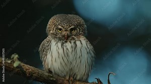 The Eurasian Pygmy Owl (Glaucidium passerinum) On A Tree Branch On A Windy Evening At Sunset Stock Video