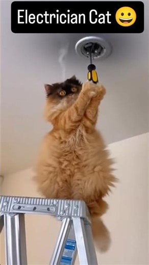 Cute Cat Funny Moments 😂😺 | Try Not to Laugh