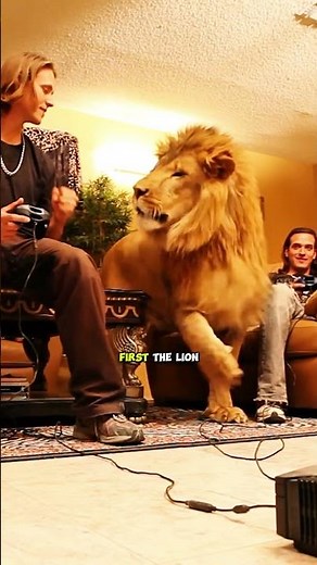 “Why Lions Don’t Eat Their Owners… Until They Finally Do”