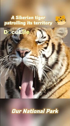 A Siberian tiger patrolling its territory 一只东北虎正在巡视它的领地【DocuLife】