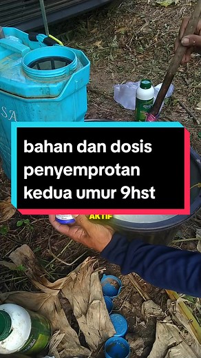 Bahan dan Dosis Penyemprotan Cabe Umur 9 HST