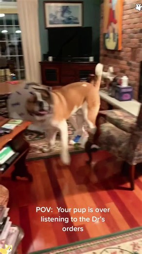 Dog Wearing Cone POV: My Dog Is a Satellite Dish