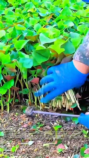 Harvesting by Hand | Traditional Farming Techniques !