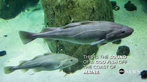 American Cod Fish Have a Different 'Accent' Than British Cod Fish, Scientist Finds