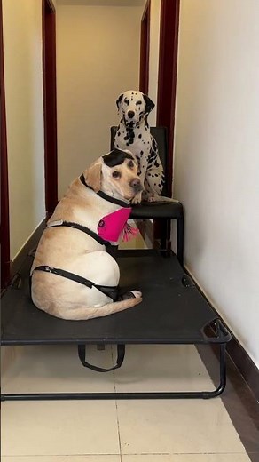 Today is a sexy lady dog that can pose