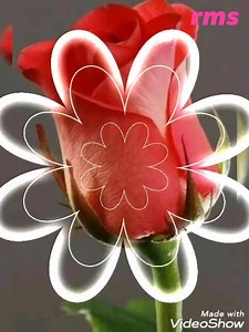 10K views · 502 reactions |  heart of stone  rolling Stone band  | Flowers and music | Facebook