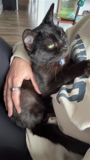 POV: your cat’s love language is zero personal space. How am I supposed to get work done like this?!#catsoftiktok #velcrocat #relatable #workfromhome