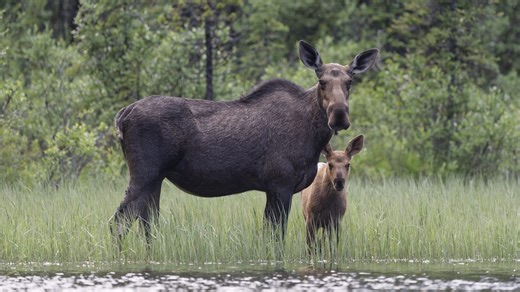 Collision with moose kills driver and injures passenger near Alaska’s Denali National Park