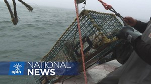 ‘That was the best feeling when I found my trap with some lobster in it’: Sheyanne Francis, known as “Awesome Awesome”, is still harvesting lobster as negotiations continue to implement the moderate livelihood fishery management plan. See our coverage: https://www.aptnnews.ca/topic/fishing-rights/ | APTN National News