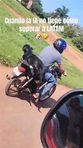 Cuando existen perros muy osados🐶🤣 #viralvideo #funny #dog #perros
