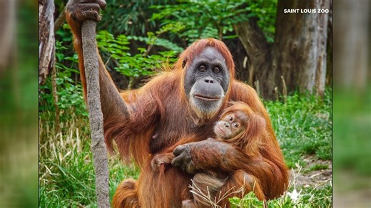 Saint Louis Zoo's orangutan Merah dies at 57