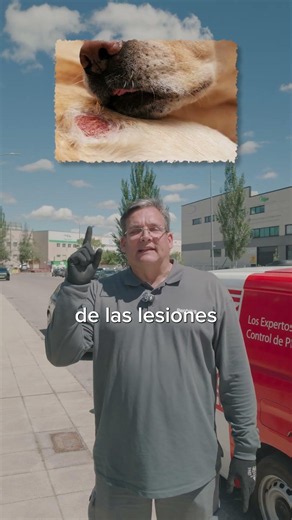 Por qué el flebótomo es más peligroso que cualquier mosquito #salud #advertencia