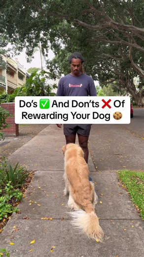 Dos and Don’ts of Rewarding Your Dog 🍪