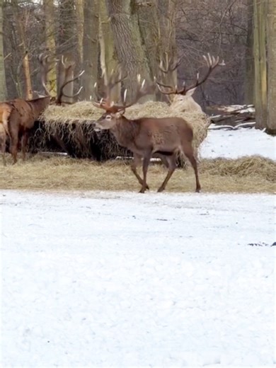deer meeting animal crossing children #usa #fyp #viralusa #unitedstates #foryoupage
