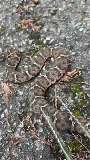 ニホンマムシ めちゃ怒ってる 捕獲の瞬間 20260714