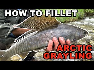 How to Fillet Arctic Grayling (Gutless Method)