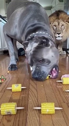 Dog vs Human Corn Race 😳🌽 #dogvshuman #foodchallenge