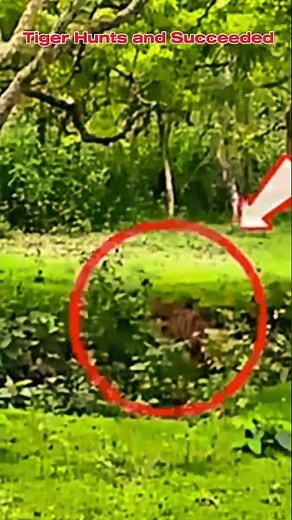 Tiger Teaches Lion Hunting Techniques – Unbelievable!