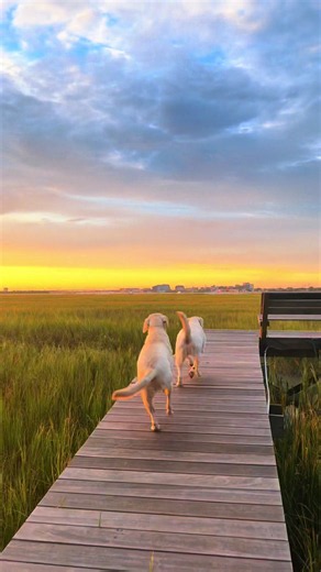Carolina fishing tips for beginners: shore & saltwater basics