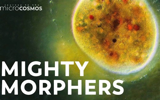 Ophyroglena：棘手的转型纤毛虫-Ophyroglena: The Tricky Transforming Ciliate