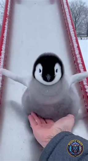 Baby Penguin Slides Down Slide And Watches Video of Itself
