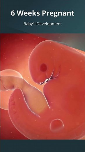 6 Weeks #Pregnant | What to Expect with Baby's Growth & Development | #FirstTrimester | #Embryo