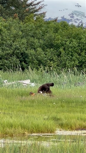 Any old log will do. This huge brown bear usually chooses taller trees or logs to rub against as part of a display of his size and dominance and to leave his scent behind. Instead, he made do with a tiny log laying on the ground. We checked it out later in the day- it was pretty pulverized by his claws and teeth. He showed that log a thing or two. #scratchthatitch #leaveyourmark #wild #wildanimals #wildlifeaddicts #brownbears #animals #animalcrossing #wildlifeonearth #bears #alaskaadventures @ko